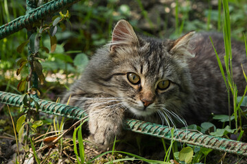 A striped young cat with surprised eyes in the garden. Close-up portrait, looking directly at the camera. Blurred background of green foliage. Walking on the street, exploring nature. Warm summer day