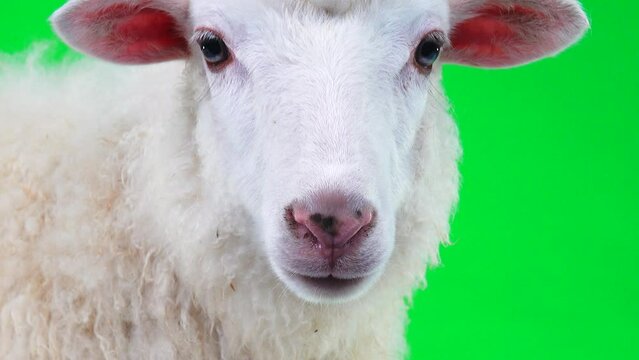 portrait of a white sheep close-up on a green screen