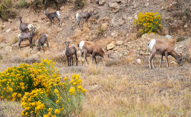 Obraz na płótnie Canvas Goats at Curecanti National Recreation Area