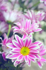 Natural pink dahlia flowers are fully blooming in the garden