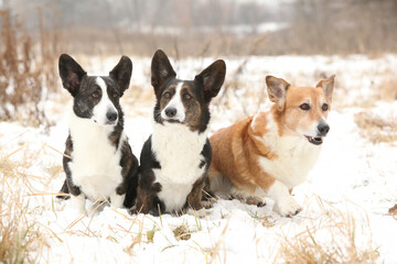 A group of welsh corgi cardigan in winter