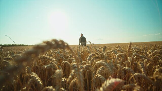 Amazing shot of a Ukrainian soldier walking in a wheat field, dressed in camouflage. War. Military concept. Sunlight on blue sky