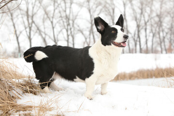 Nice welsh corgi cardigan in the snow