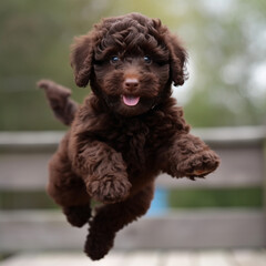 Dog, poodle-yorkshire terrier mix. Cute playful jumping puppy outdoor portrait