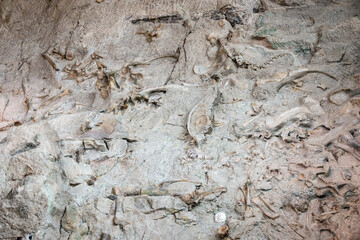 Fossils at Dinosaur National Monument © Zack Frank