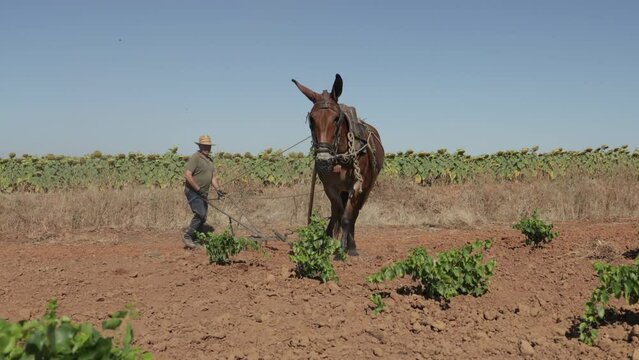 Senior man plowing field land in traditional way with mule in vineyard
