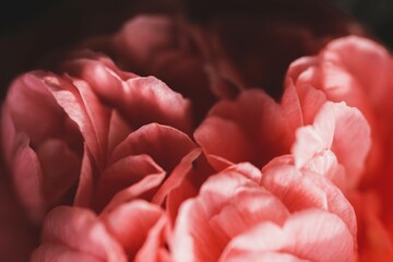 Pétales de rose