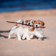 Playing Jack Russel terrier puppies