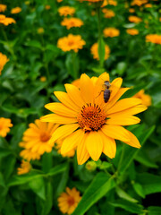 A bee sat on an orange flower, macro