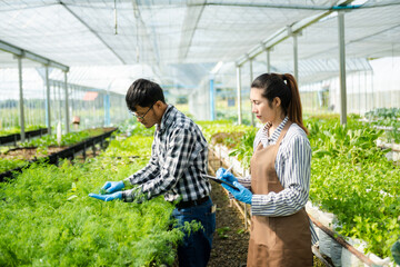  Asian woman and  man farmer working together in organic hydroponic salad vegetable farm. using tablet inspect quality of lettuce in greenhouse garden. Smart farm.