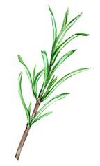 Rosemary on a white background. Watercolor illustrations of spices, herbs for cooking. Green twig with small leaves in botanical style. For decoration of dishes, packaging in Provence style.