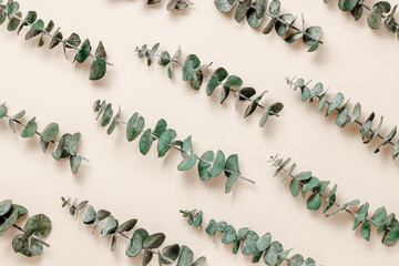 Eucalyptus leaves aesthetic background, beige tone. Natural eucalyptus leaves pattern