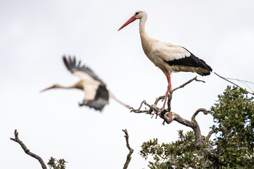 A white stork (Ciconia ciconia) perched on a branch during a spring day.