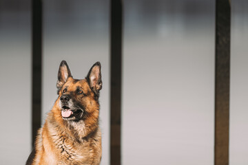Obedient German Shepherd Dog Close Up. Alsatian Wolf Dog Or German Shepherd Dog Outdoor. Pet Friendship Concept. Deutscher Shepherd Dog Resting After Leisure Game.