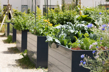 Raised Beds in Urban Garden with Growing Plants Organic Herbs Spices and Vegetables, Flowers. Organic Gardening in Modern Plastic Raised Garden Beds. Community Garden - obrazy, fototapety, plakaty