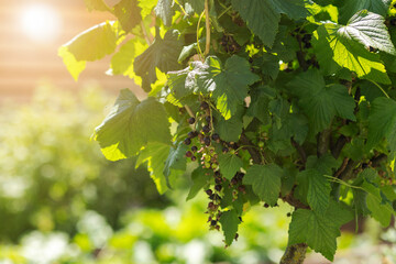 Currant Black bush. Black Currant Berries on Bush in Garden with Sun light. Currant Harvest. Growing Currants.