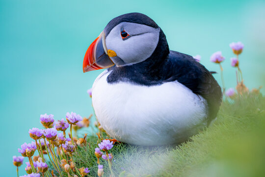 Atlantic puffin bird resting on grass
