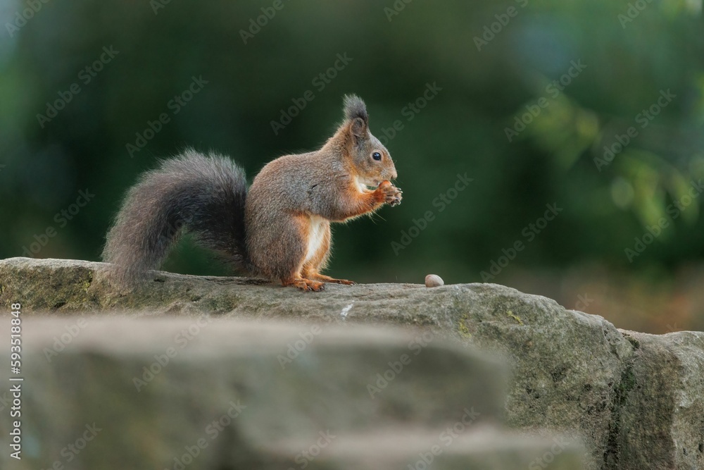 Poster closeup of a red squirrel with a nut sitting on a rock. sciurus vulgaris.