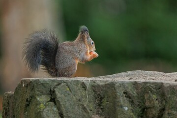 Closeup of a red squirrel with a nut sitting on a rock. Sciurus vulgaris.