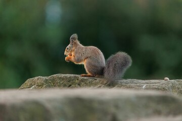 Closeup of a red squirrel with a nut sitting on a rock. Sciurus vulgaris.