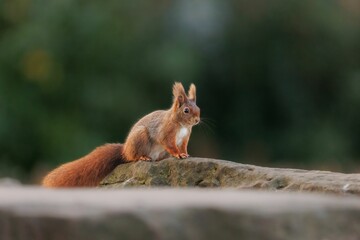 Naklejka na ściany i meble Closeup of a cute red squirrel on a rock. Sciurus vulgaris.