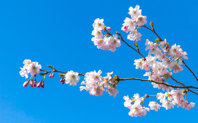Branch of a cherry tree in blossom in the springtime