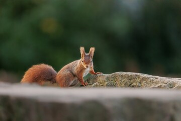 Closeup of a cute red squirrel on a rock. Sciurus vulgaris.