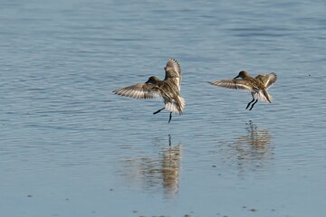 Aerial view of Dunlins flying over water