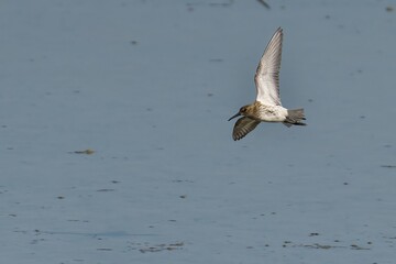 Dunlin flying over water