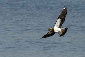 Fototapeta na wymiar Northern lapwing flying over water