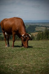 Healthy, brown cow grazing in the green field, vertical