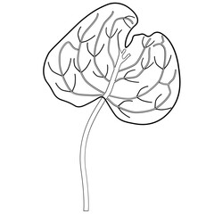 Leaf line art vector icon in SVG format