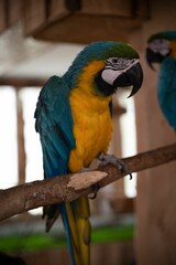 Colorful Macaw standing on a rope, vertical