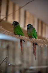 Two Colorful Macaws  standing on a rope, vertical