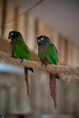 Two Colorful Macaws  standing on a rope, vertical