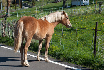 cavallo per le strade di montagna