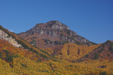 Fototapeta premium 紅葉したカラマツ林越しに望む快晴の天狗山