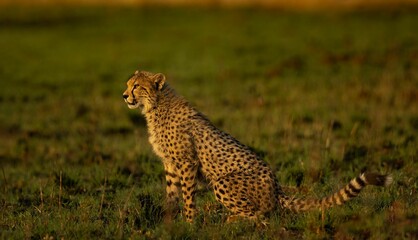 Beautiful cheetah (Acinonyx jubatus) resting in the field in Rietvlei Nature Reserve, South Africa