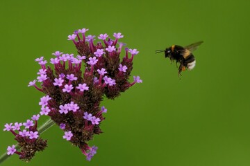 Closeup of bee flying near pink flower