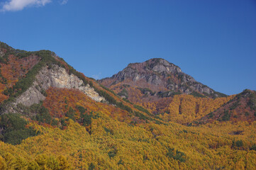紅葉したカラマツ林越しに望む天狗山と赤顔山
