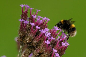 Closeup of bee sipping nectar from pink flower