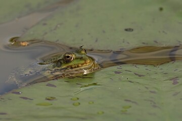 Marsh frog swimming in water