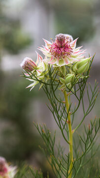 Close-up of a serruria florida flower