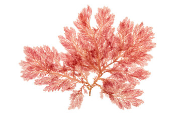Red algae or rhodophyta branch isolated transparent png. Red seaweed.