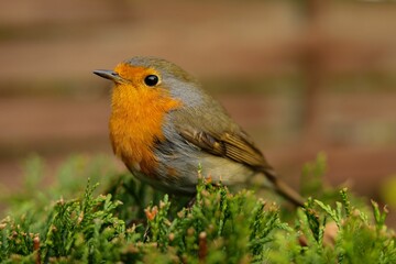 Robin perching on grass