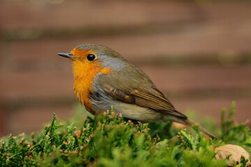 Robin perching on grass