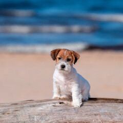 Cute jack russel terrier puppy