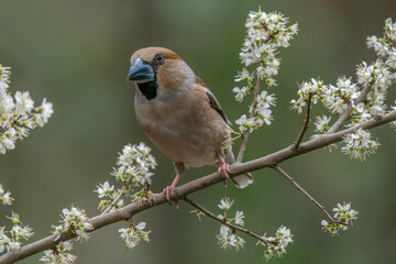 Beautiful Hawfinch (Coccothraustes coccothraustes) on a branch with white flowers in the forest of Noord Brabant in the Netherlands.    