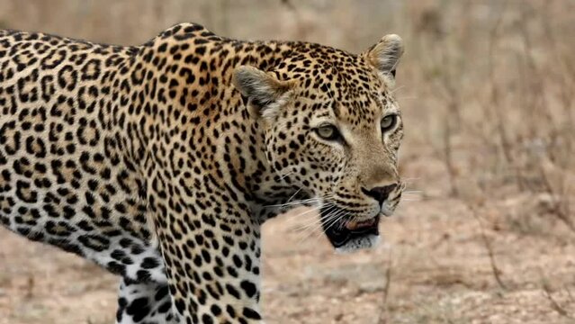 Slow motion of the dangerous male leopard (Panthera pardus) walking on the blurred background