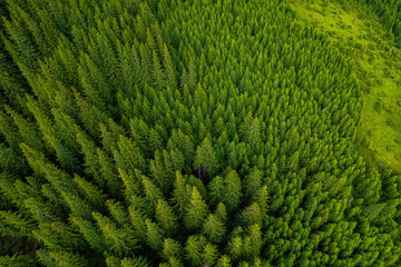 Pine tree tops seen from a drone
